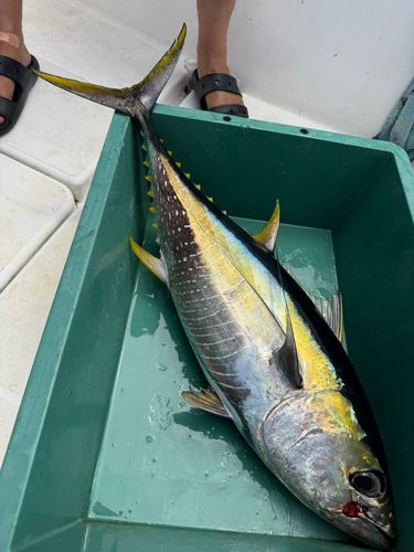 キハダマグロの釣果