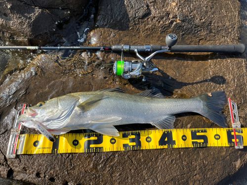シーバスの釣果