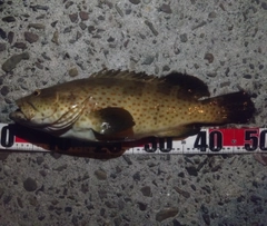 チャイロマルハタの釣果