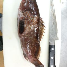アコウ