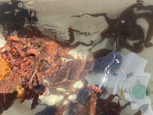 気仙沼湾