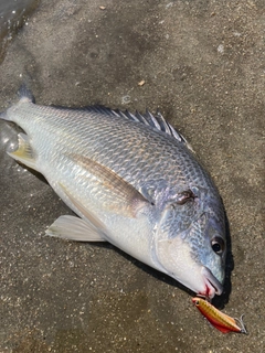 キビレの釣果