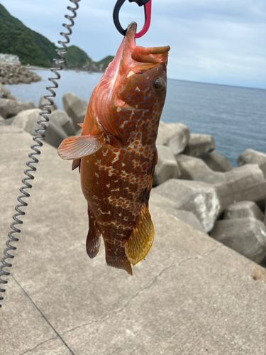 キジハタの釣果