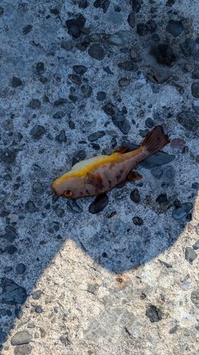アカメフグの釣果