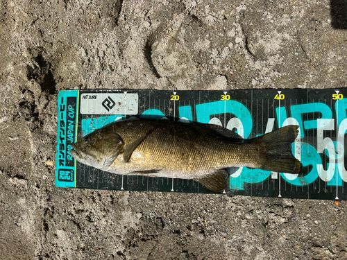 スモールマウスバスの釣果