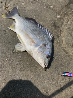 キビレの釣果