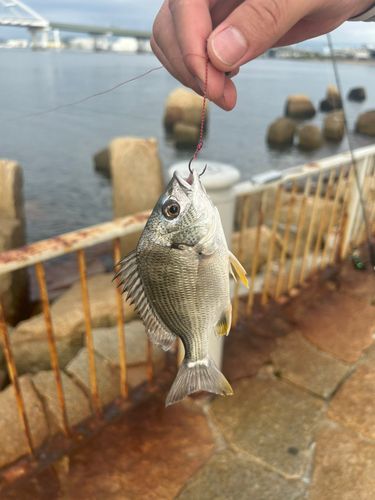 釣果