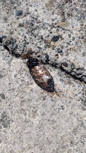 アイゴの釣果