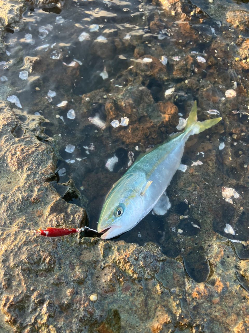 ダイワ ラブラックス 96M (旧モデル) シーバス ヒラメ ルアー