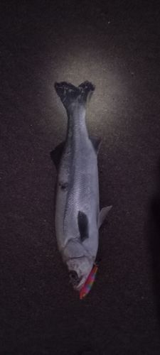 スズキの釣果