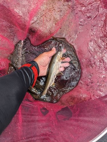 アユの釣果