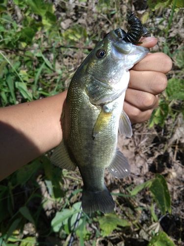 ラージマウスバスの釣果