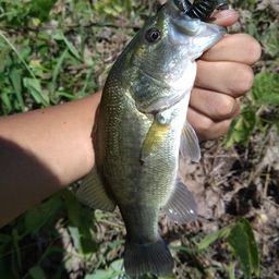 ラージマウスバス