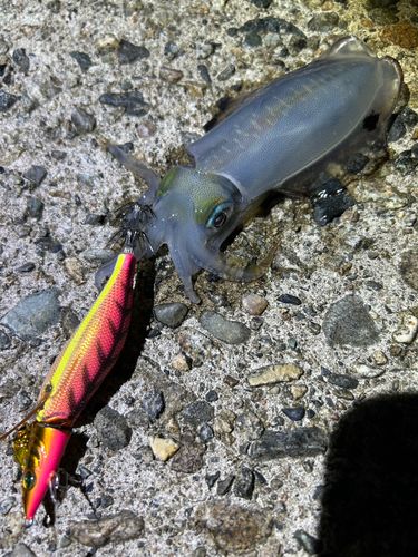 アオリイカの釣果