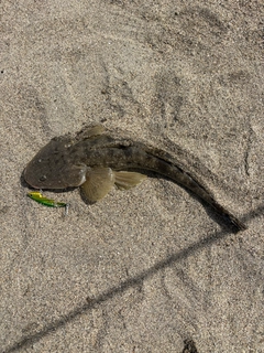 マゴチの釣果