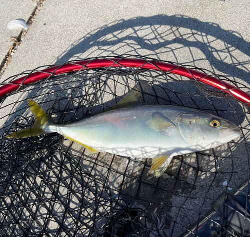 ワカシの釣果