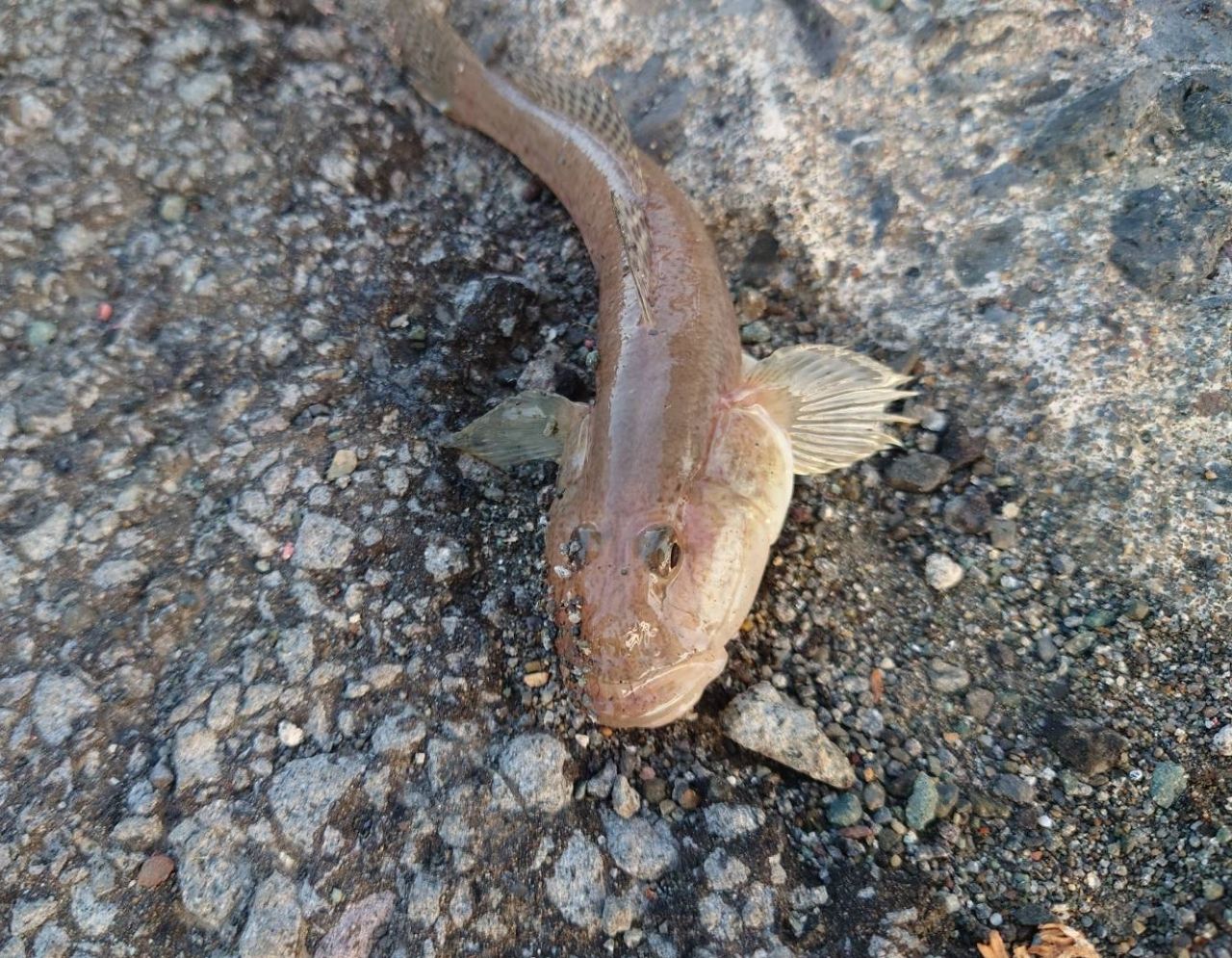 ハゼ