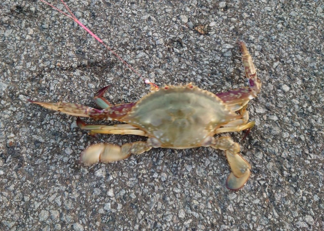 ハゼ