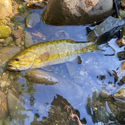 スモールマウスバス