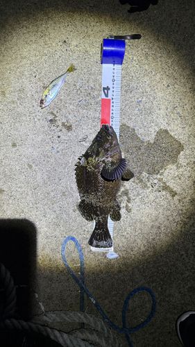 ソイの釣果