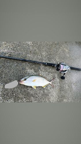ショゴの釣果