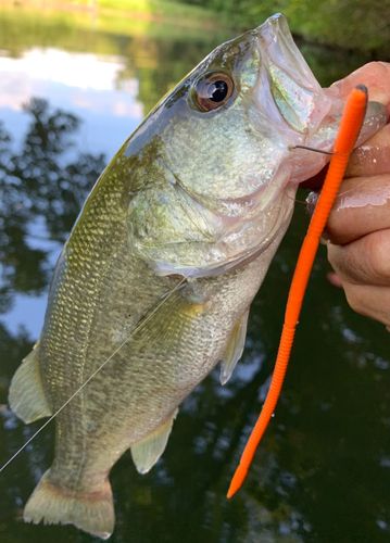 ラージマウスバスの釣果