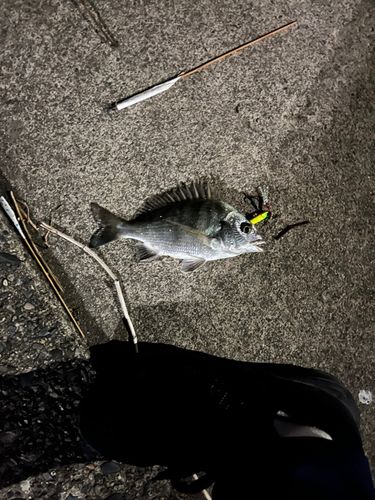 クロダイの釣果