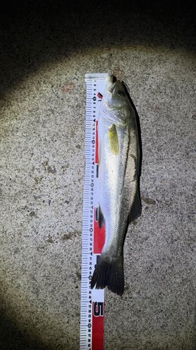 スズキの釣果