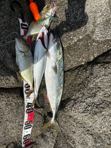 釜石湾