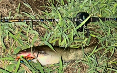 ナマズの釣果