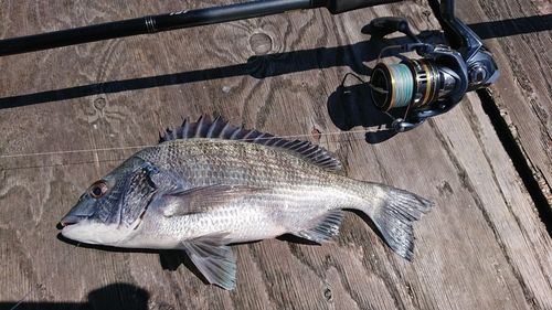 チヌの釣果