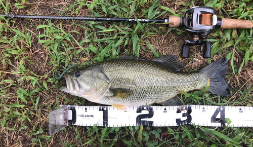 ラージマウスバスの釣果