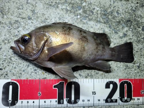 メバルの釣果