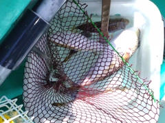 ショウサイフグの釣果