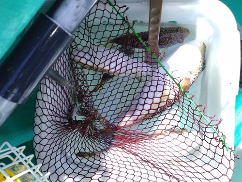 ショウサイフグの釣果