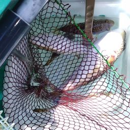 ショウサイフグ