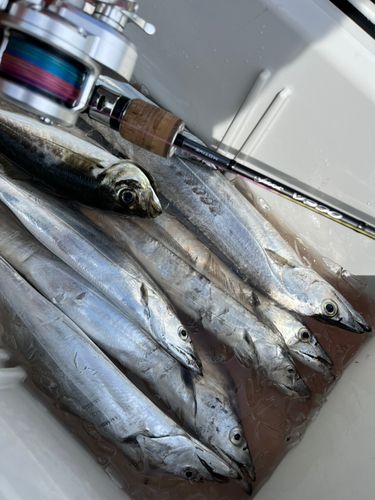 タチウオの釣果