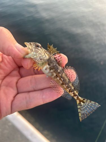 アナハゼの釣果