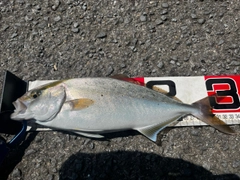 ネリゴの釣果