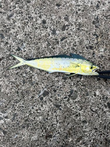 シイラの釣果