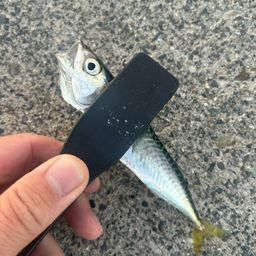 サバ