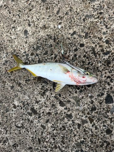 ワカシの釣果