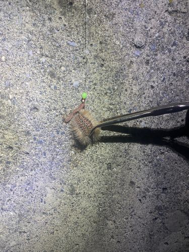 アナゴの釣果