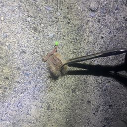 アナゴ