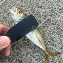 アジ