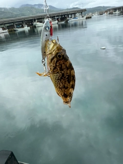 ソイの釣果
