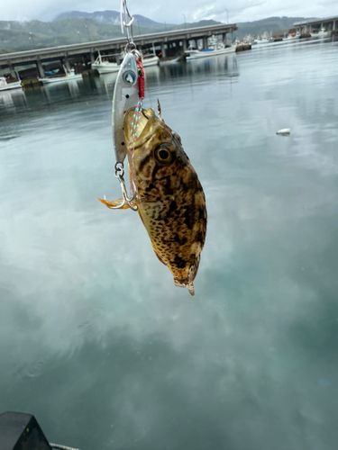 ソイの釣果