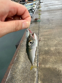 サバの釣果