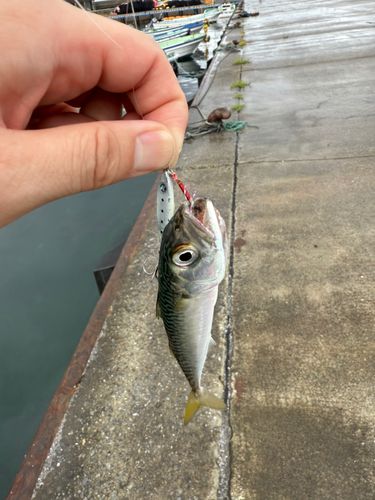 サバの釣果