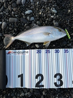 ショゴの釣果